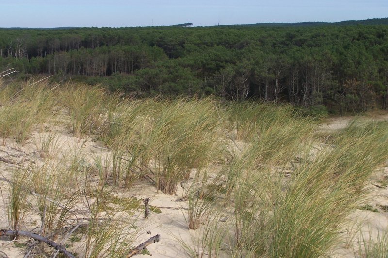 Dune et forêt littorale